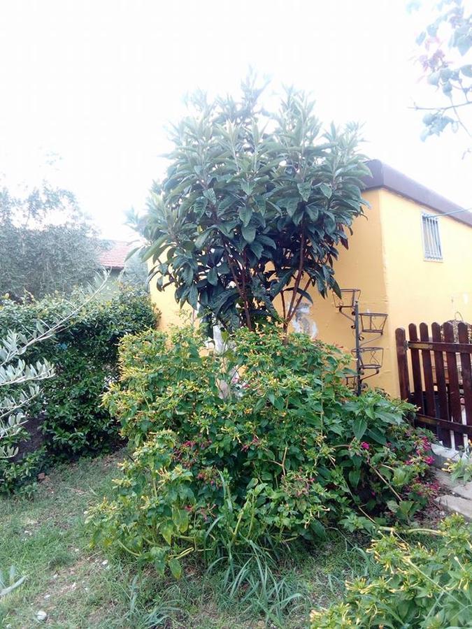 Beb Da Tina Bed & Breakfast Roccasecca Eksteriør bilde